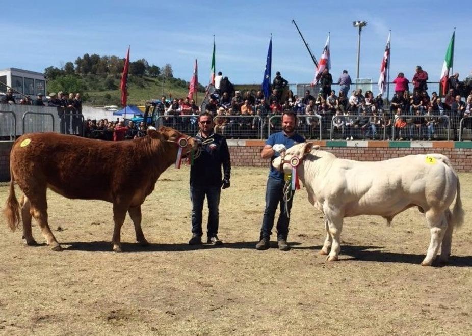 La Gallura star alla fiera di bovini di razza