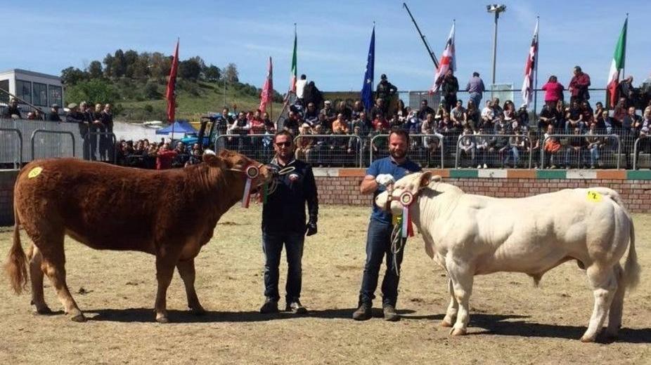 La Gallura star alla fiera di bovini di razza
