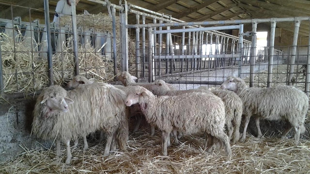 I predatori sbranano sei pecore