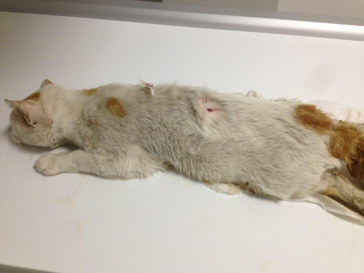 Gatto ucciso con un colpo di fucile a Stagno 