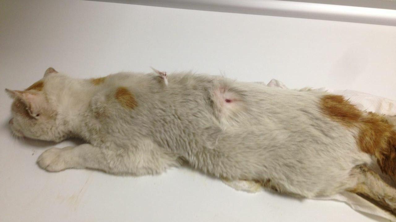 Gatto ucciso con un colpo di fucile a Stagno