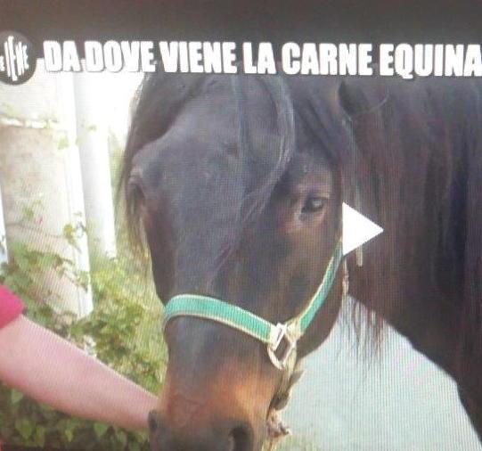 Un’immagine della cavalla Ieri Roby tratta dalla trasmissione messa in onda dalle “Iene”