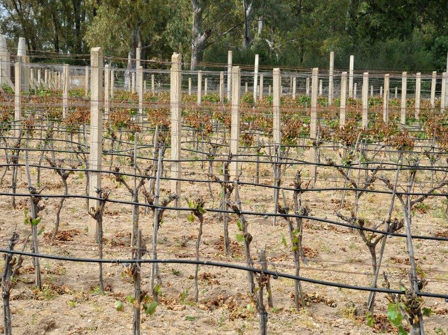 Gelate, il Comune chiede lo stato di calamità 