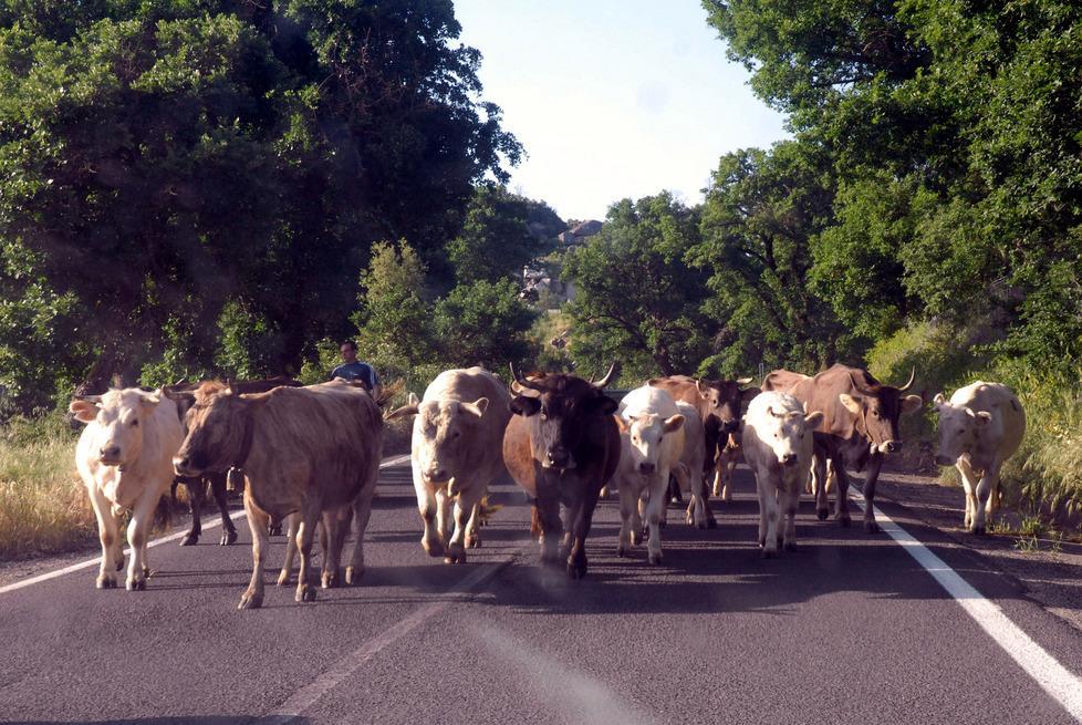 Tubercolosi bovina, vaccini in ritardo