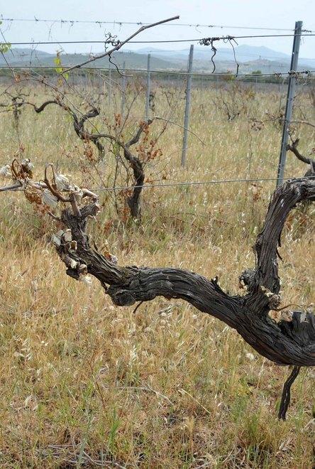 Danni per le gelate, Solarussa chiede lo stato di calamità