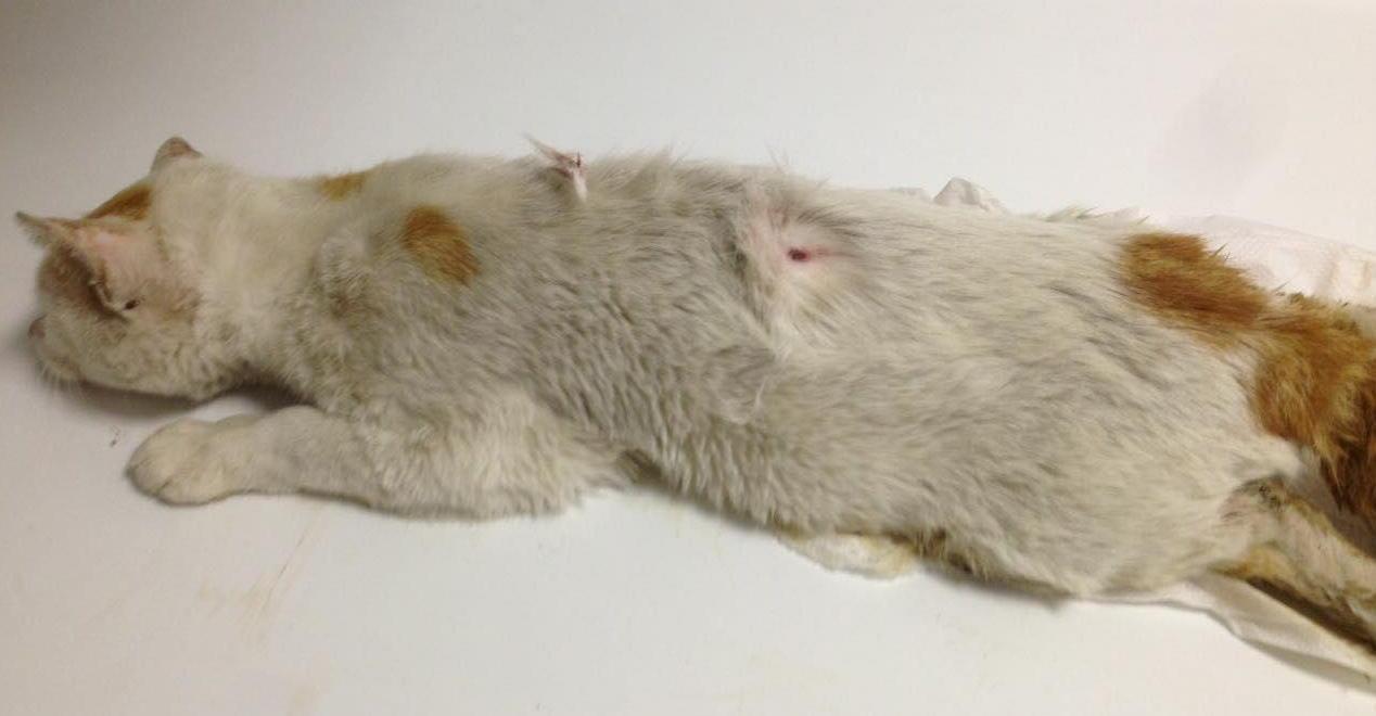 Gatto ucciso con un colpo di fucile 