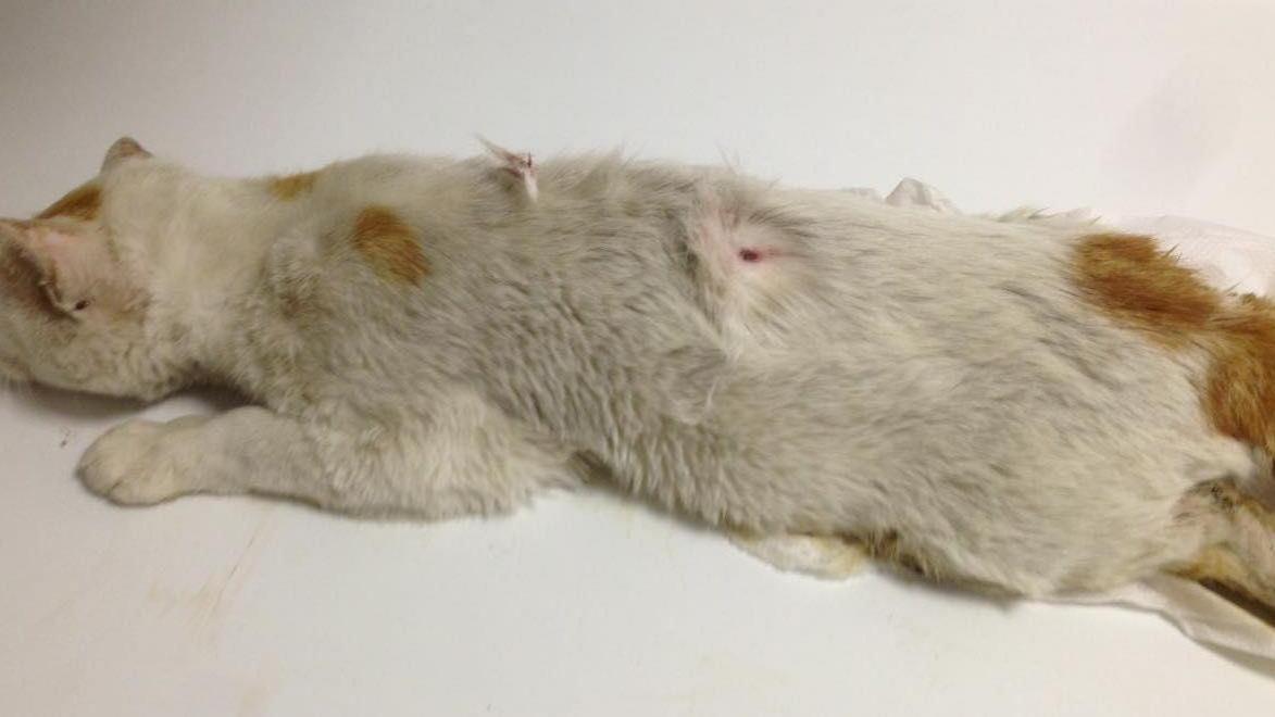 Gatto ucciso con un colpo di fucile