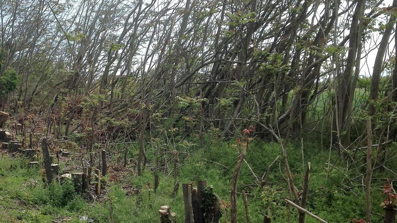 Alberi “azzerati”: Legambiente protesta