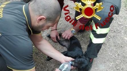 Cagnolino gettato in un dirupo di 30 metri Salvato dai vigili del fuoco, era paralizzato