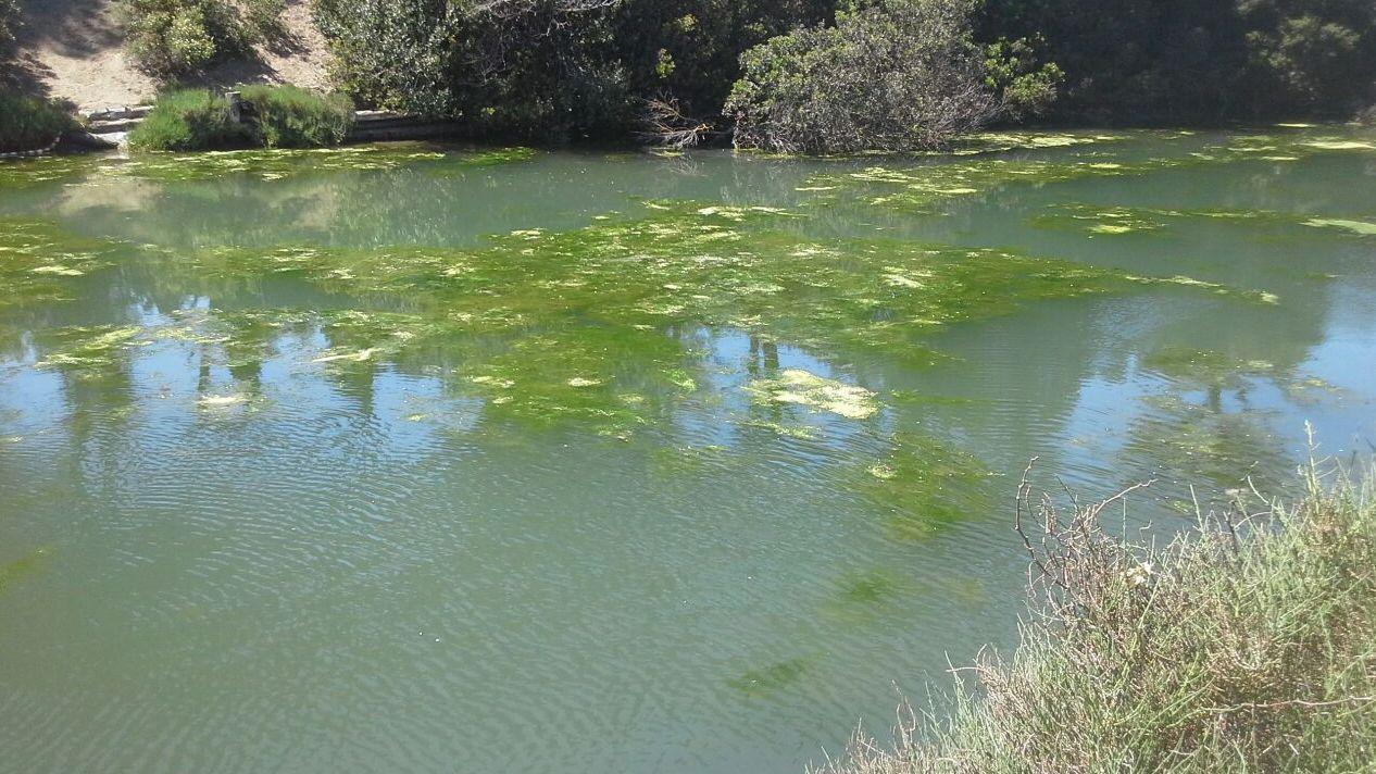 Alghe della laguna vicine al mare Crescono i timori ad Ansedonia