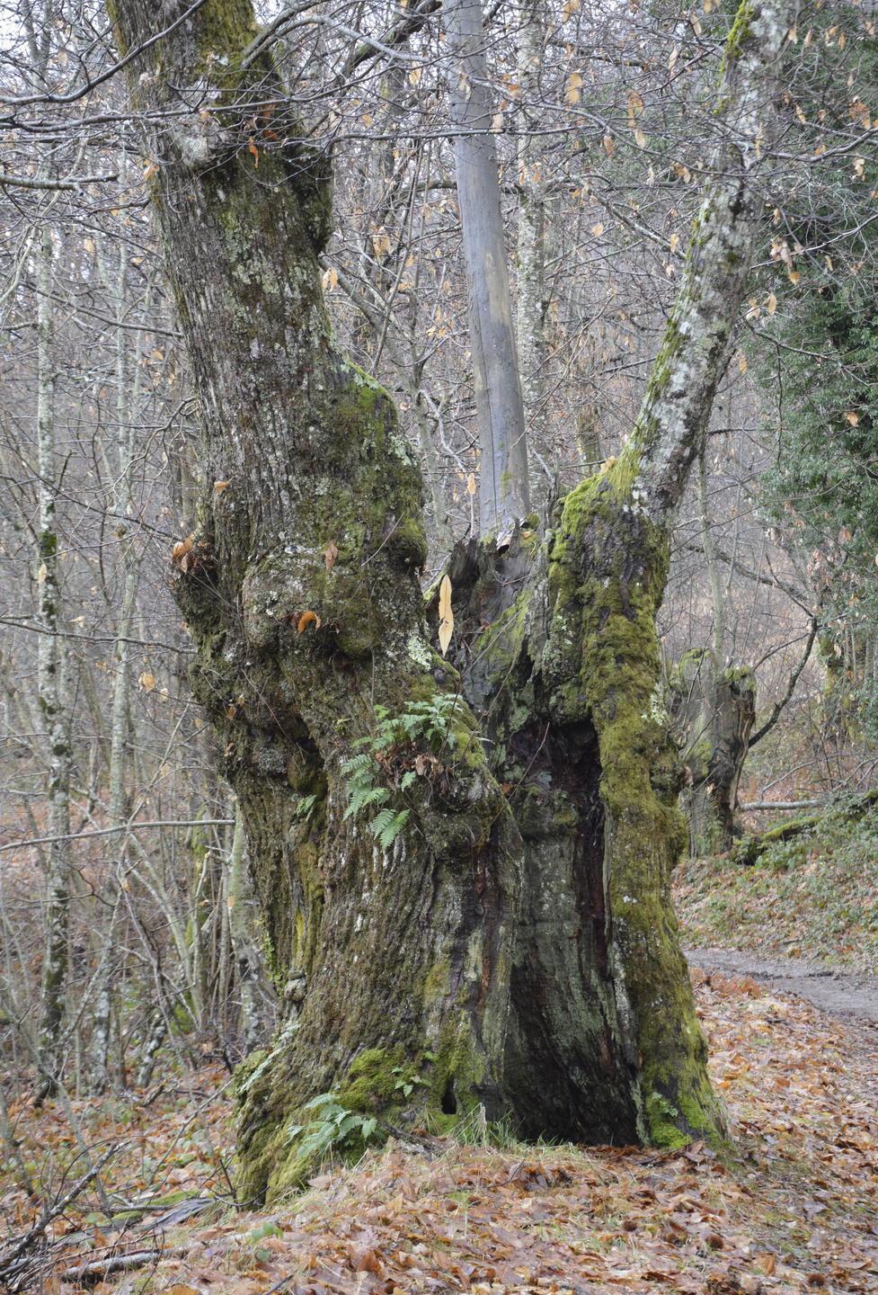 Recuperati gli antichi castagni di Pescaglia