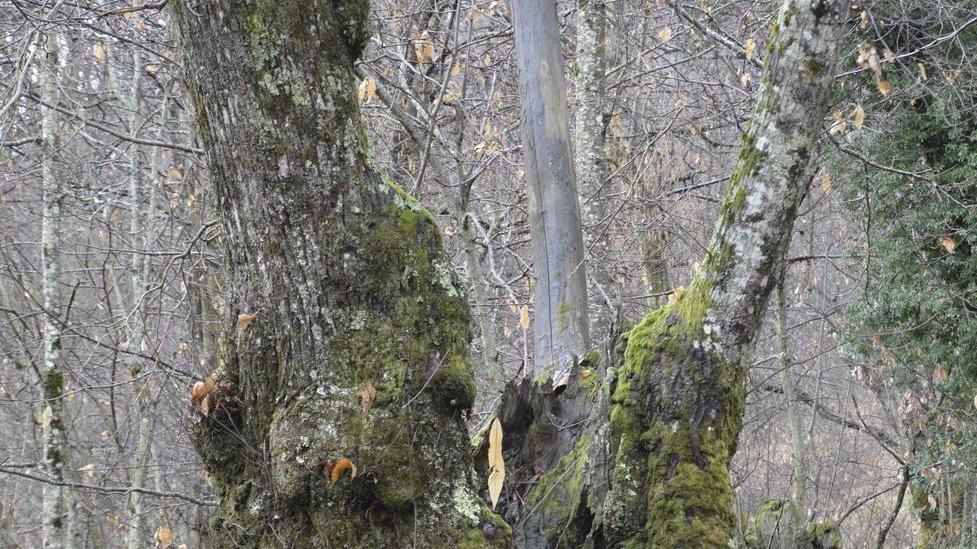 Recuperati gli antichi castagni di Pescaglia