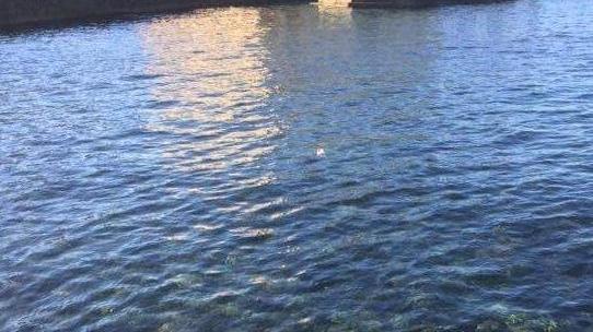 Cocaina alla Terrazza, caccia alla nave dei trafficanti