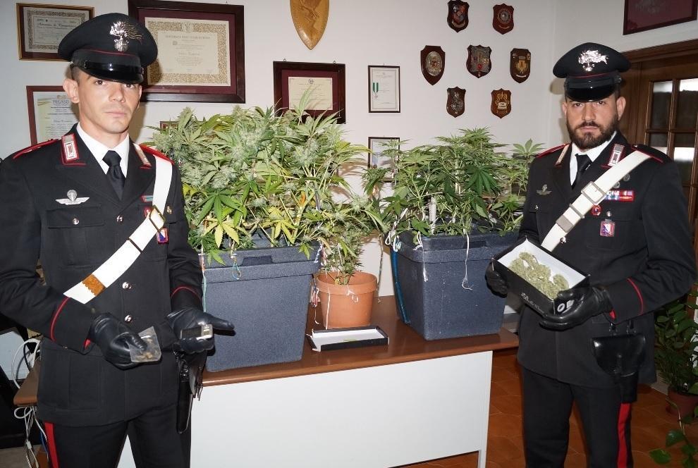 Coltiva marijuana in casa, arrestato