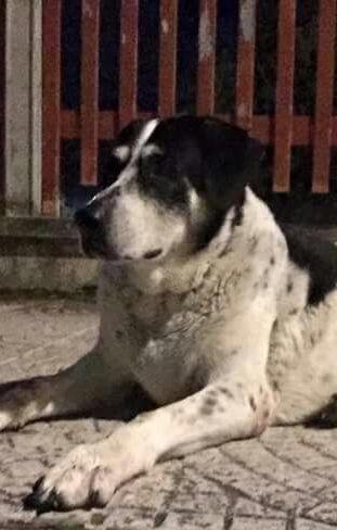 «Stop alla cattura dei cani del quartiere» 