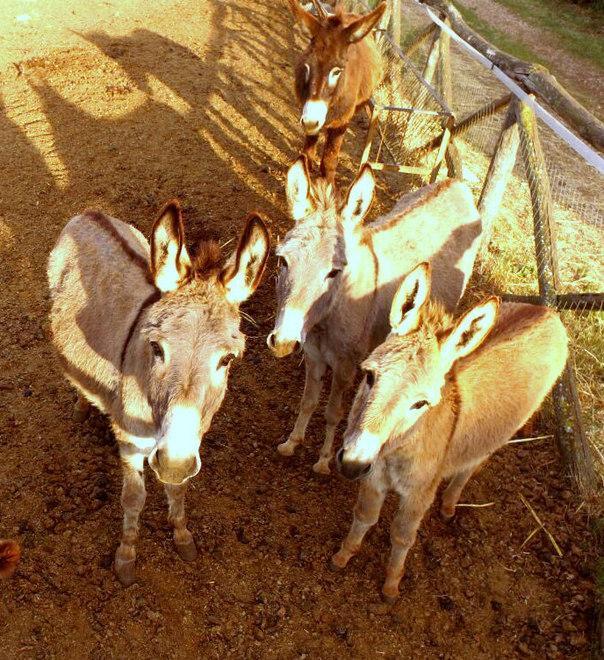 Mameli: «Compagni eccezionali aiutano i bambini disabili»