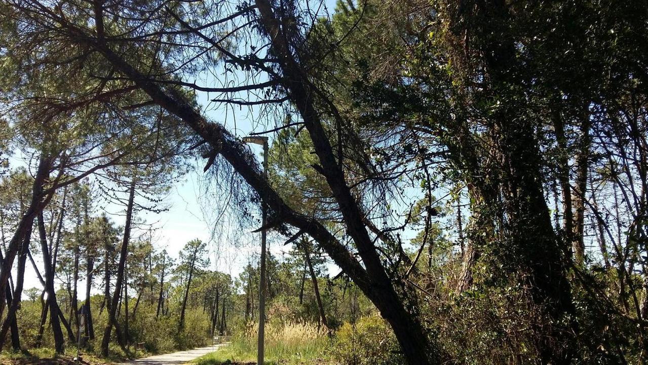 Pineta da salvare istruzioni per l’uso