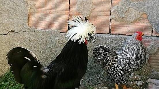 Serramazzoni: ladri di galli in azione a Pazzano