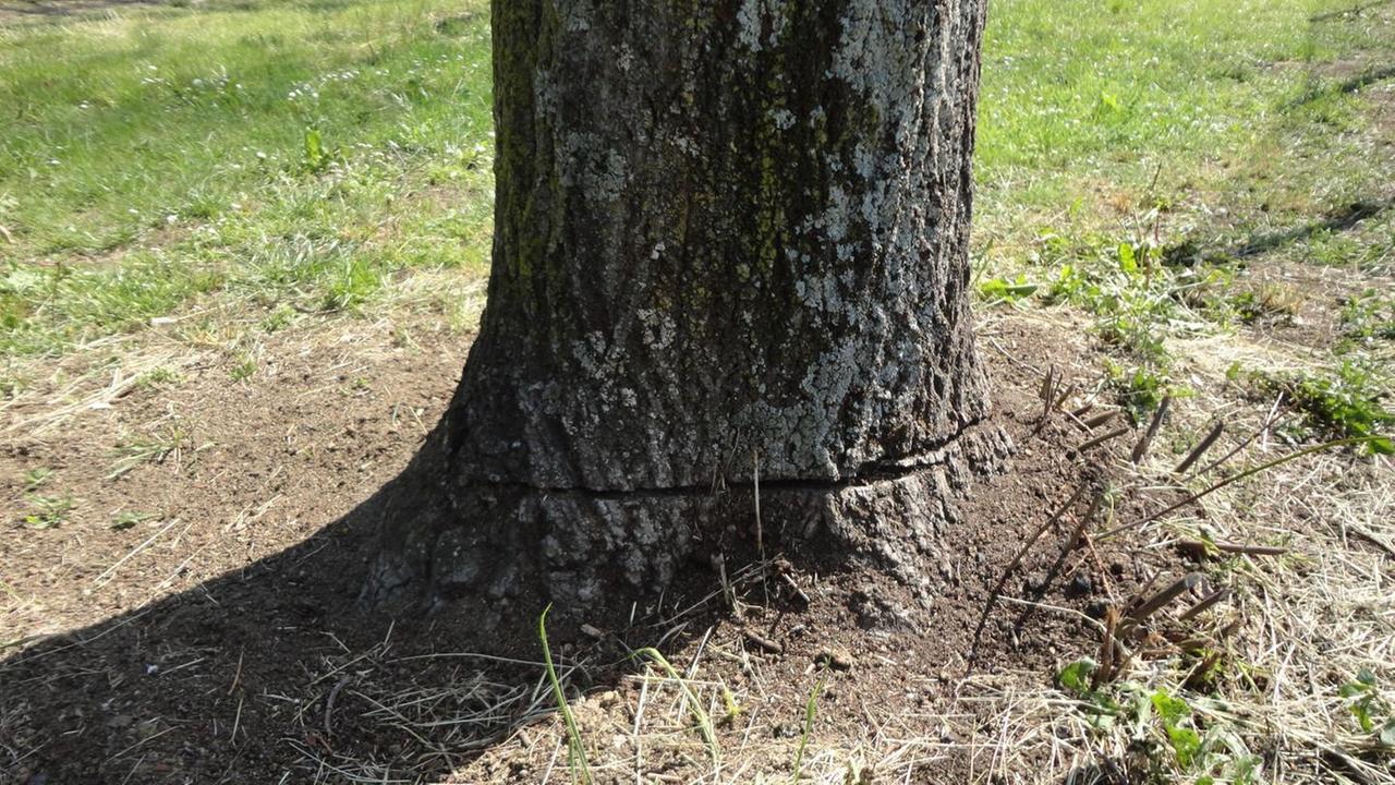 Legambiente: strage di alberi a Biasola