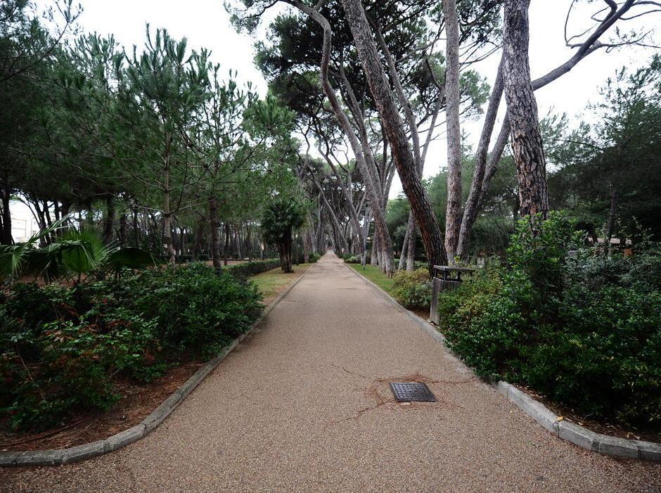 Uno scorcio di pineta Marradi