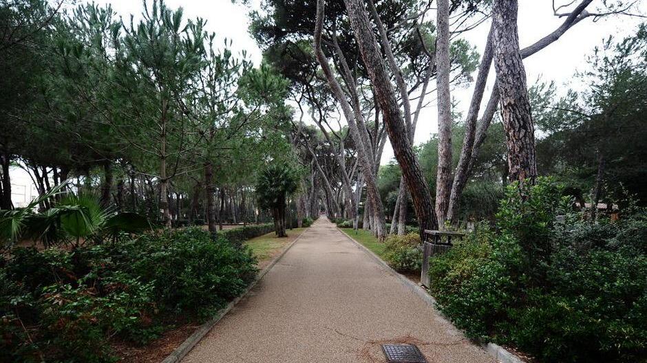 Uno scorcio di pineta Marradi