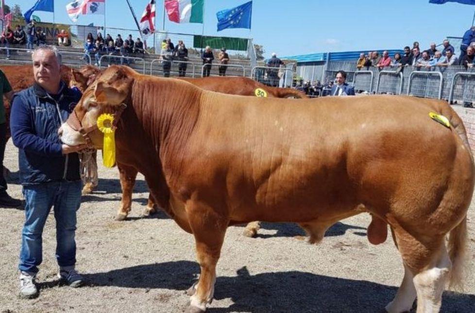 Le Limousine delle mucche arrivano dalla Gallura 