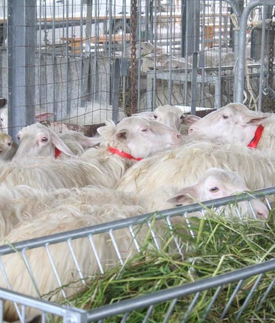 In vetrina anche i prodotti della filiera