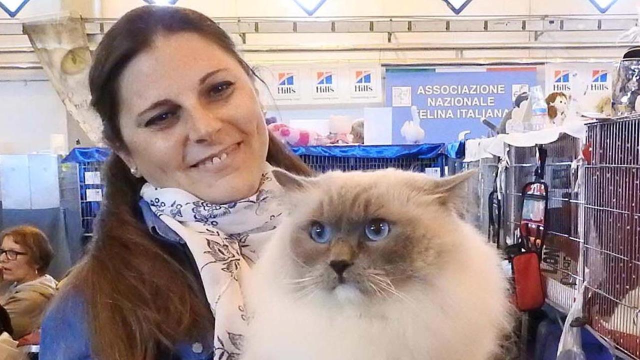 La bellezza felina in passerella