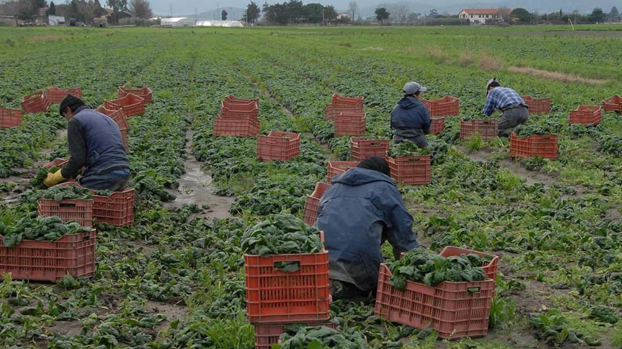 Accordo raggiunto per i lavoratori agricoli