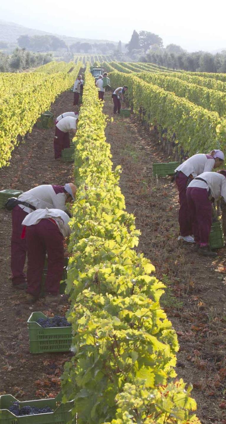Lavoratori agricoli  firmato dopo 2 anni  il nuovo contratto  