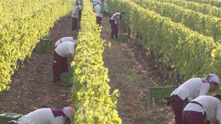 Lavoratori agricoli firmato dopo 2 anni il nuovo contratto
