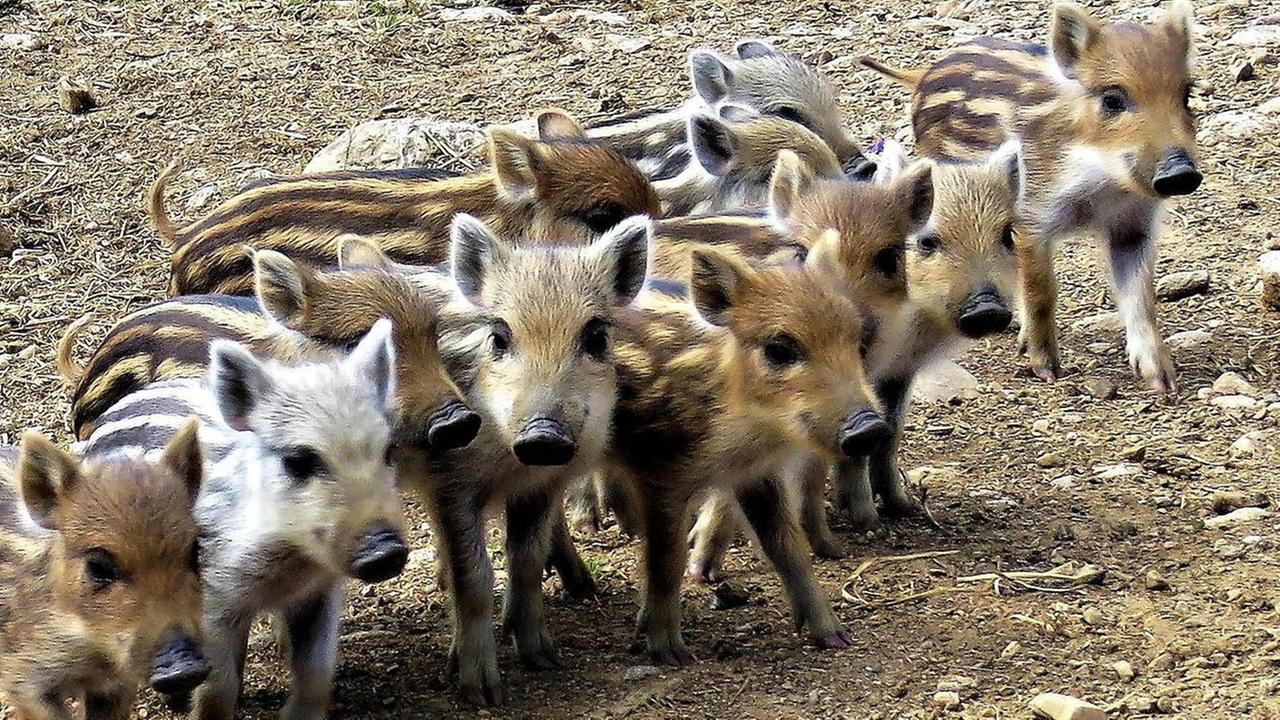 Undici cinghialini in posa prima di fuggire