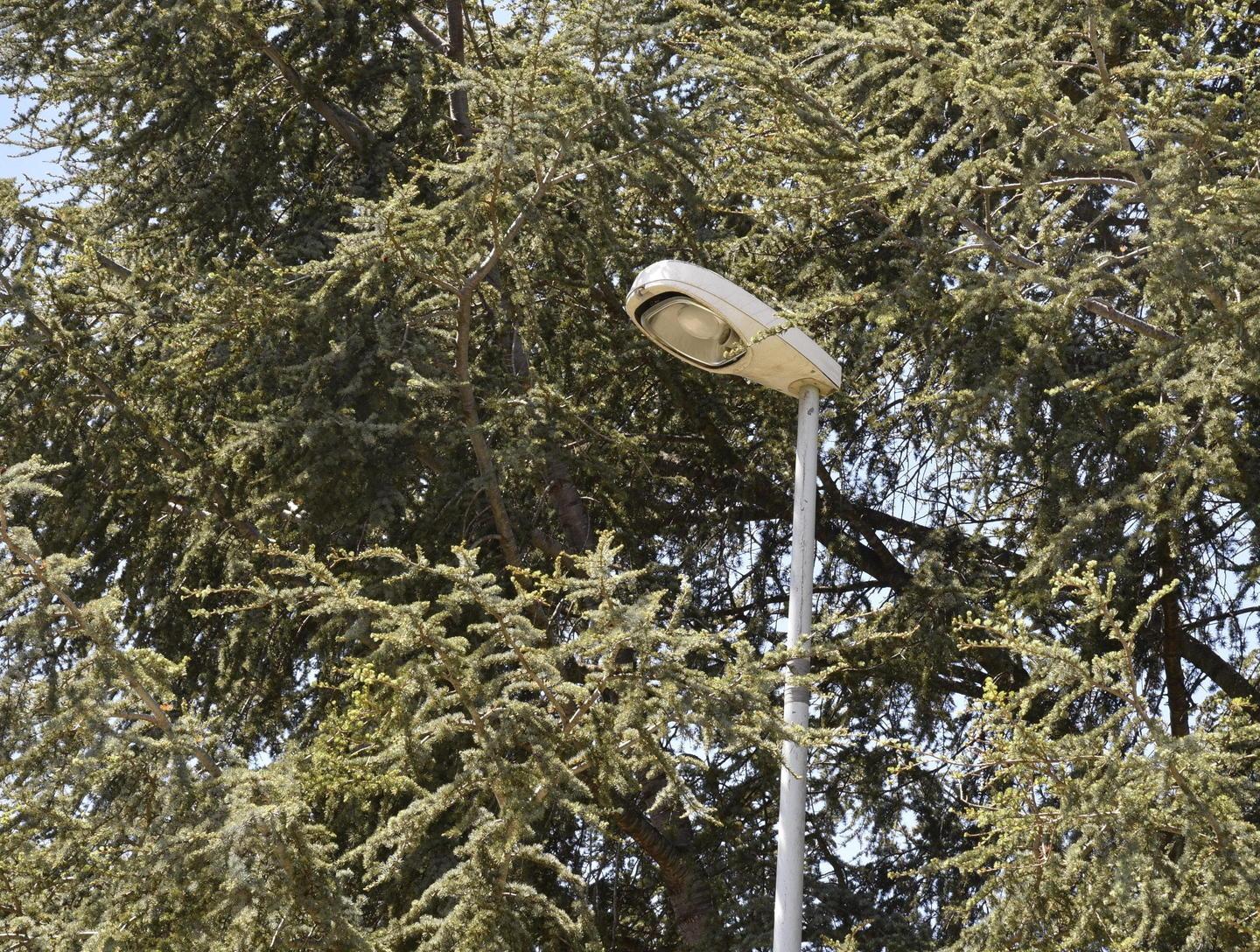 Lampione “prigioniero” della pianta