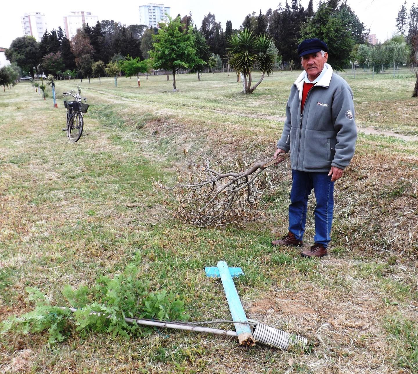 Sradicano una quercia dal Parco di nonni e nipoti 