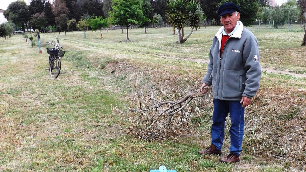 Sradicano una quercia dal Parco di nonni e nipoti