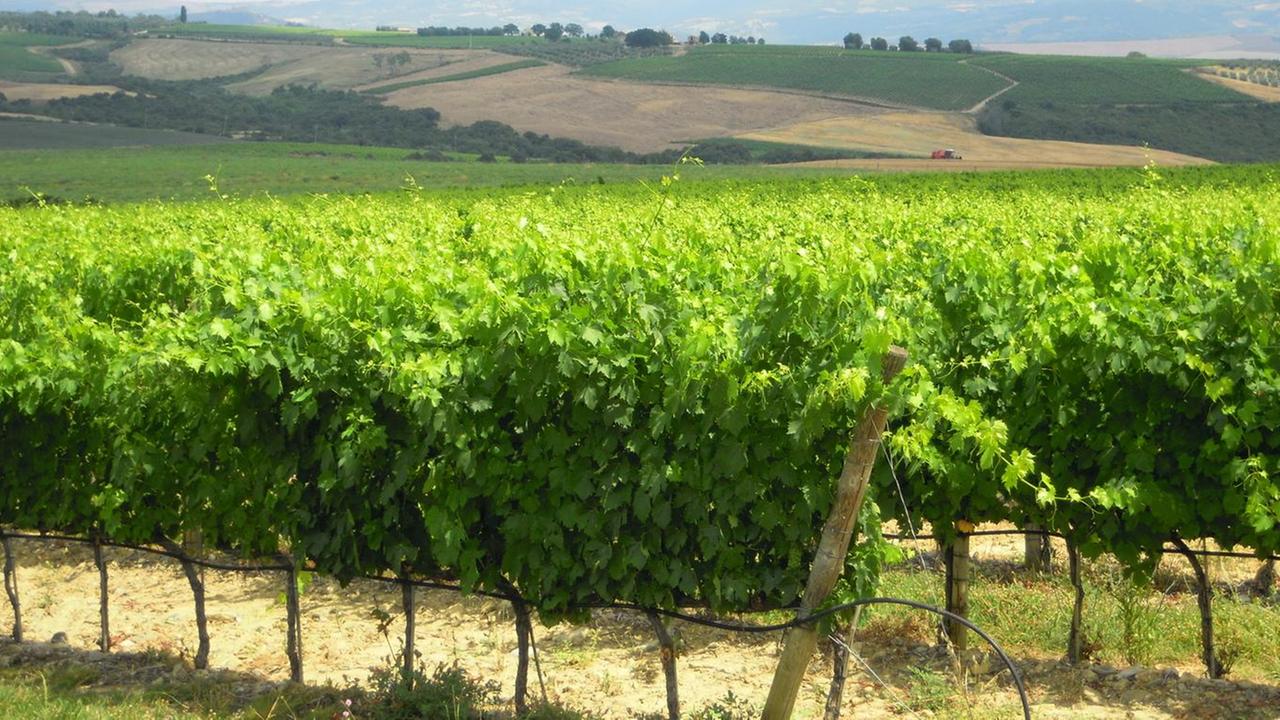 Vini, i blasoni maremmani in “Anteprima” a Lucca