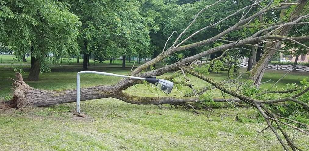 Albero crollato nel parco