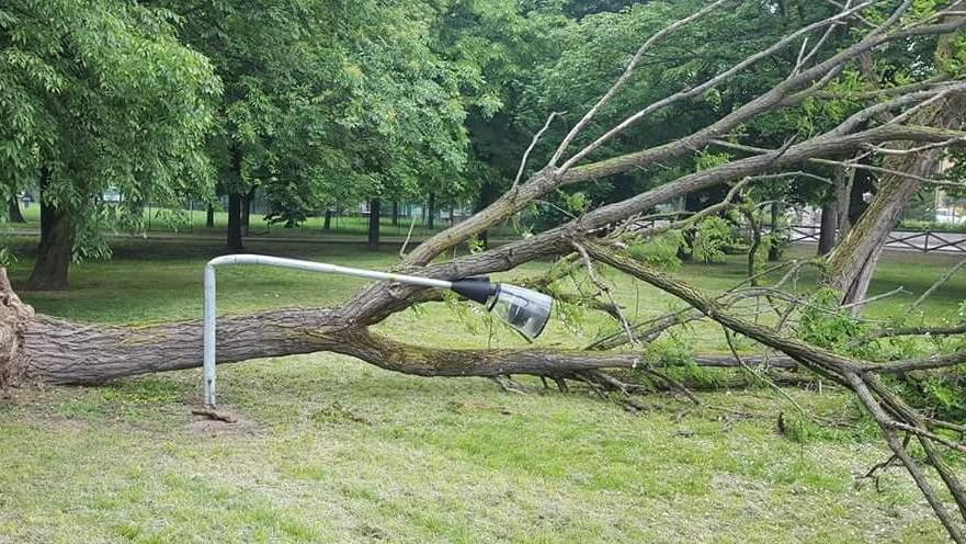 Albero crollato nel parco