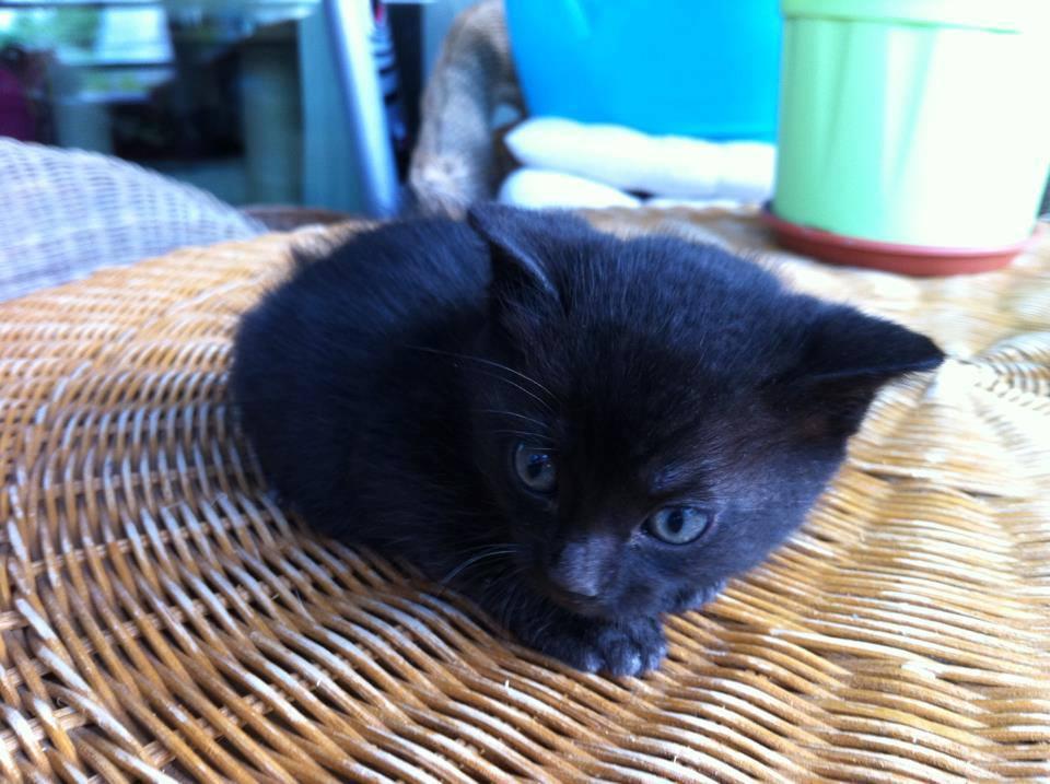 Un gatto salvato da un'associazione (foto d'archivio)
