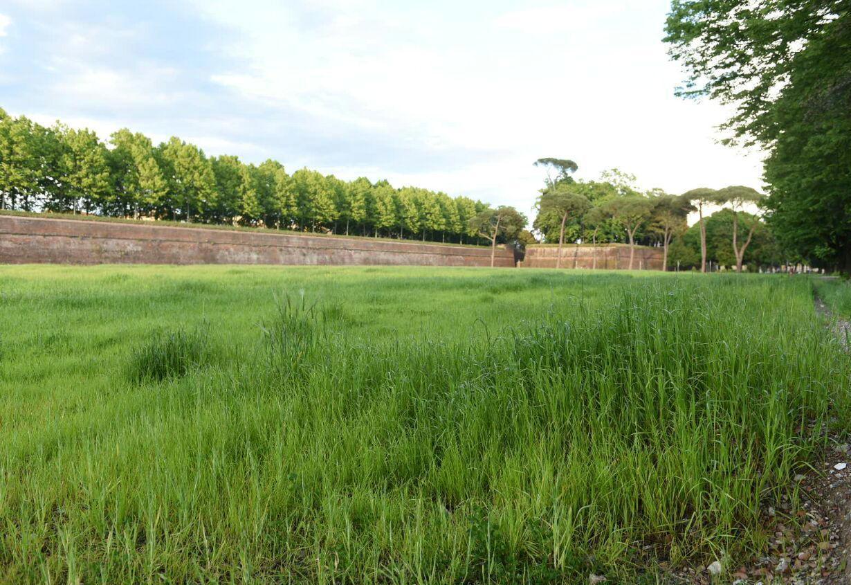 Un appalto triennale per gestire il verde pubblico  
