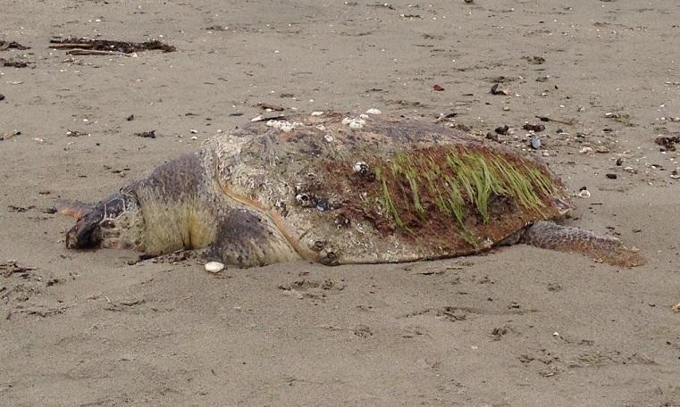 Trovata tartaruga morta in spiaggia