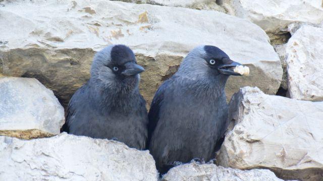 Coppia di taccole (foto Giovanni Ciattini)