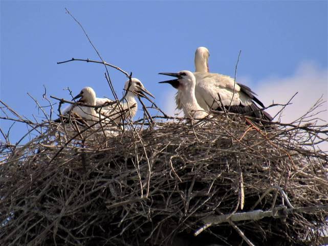 Il nido delle cicogne sul traliccio a Caserane in cui si notano tre piccoli con uno dei genitori
