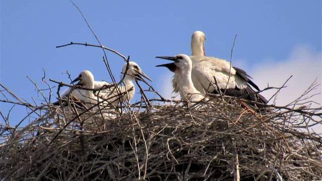 Il nido delle cicogne sul traliccio a Caserane in cui si notano tre piccoli con uno dei genitori