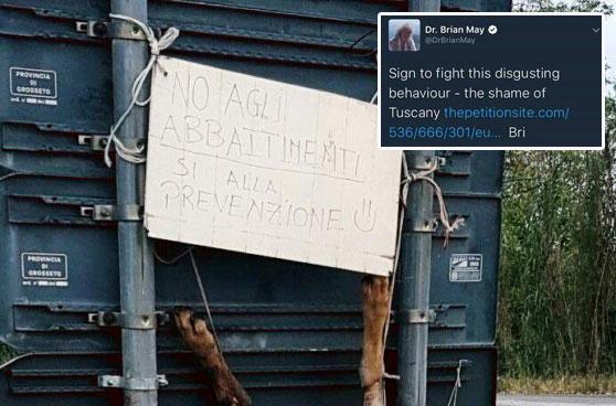 Il chitarrista dei Queen difende il lupo ucciso. In un tweet scrive: "Una vergogna per la Toscana"