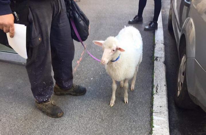 La pecora al guinzaglio