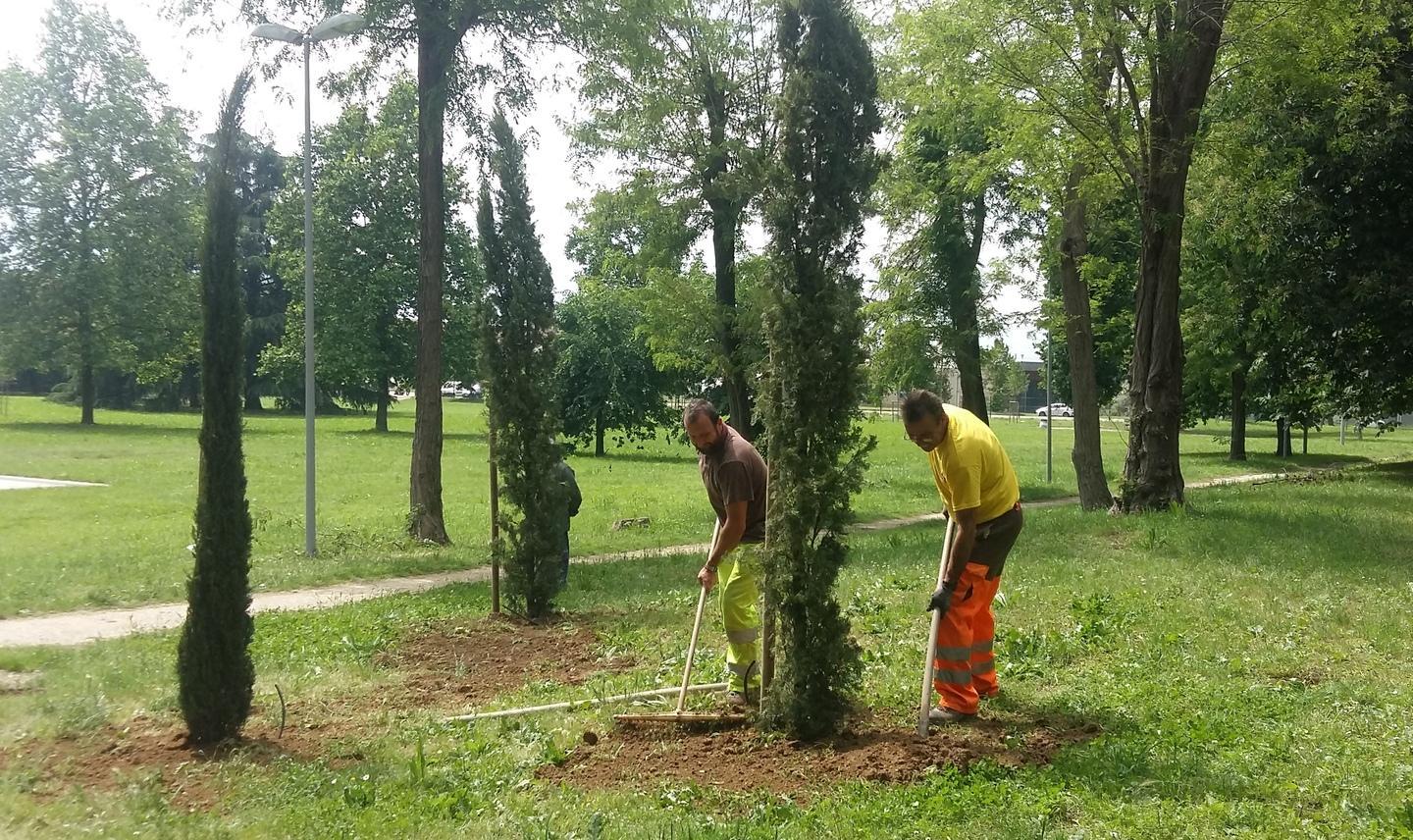 Venticinque nuovi alberi nell’ex Ippodromo
