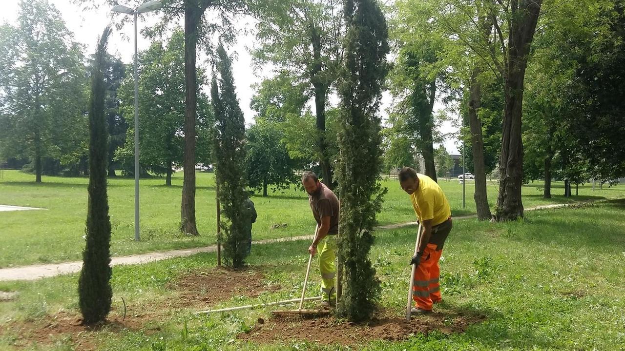Venticinque nuovi alberi nell’ex Ippodromo