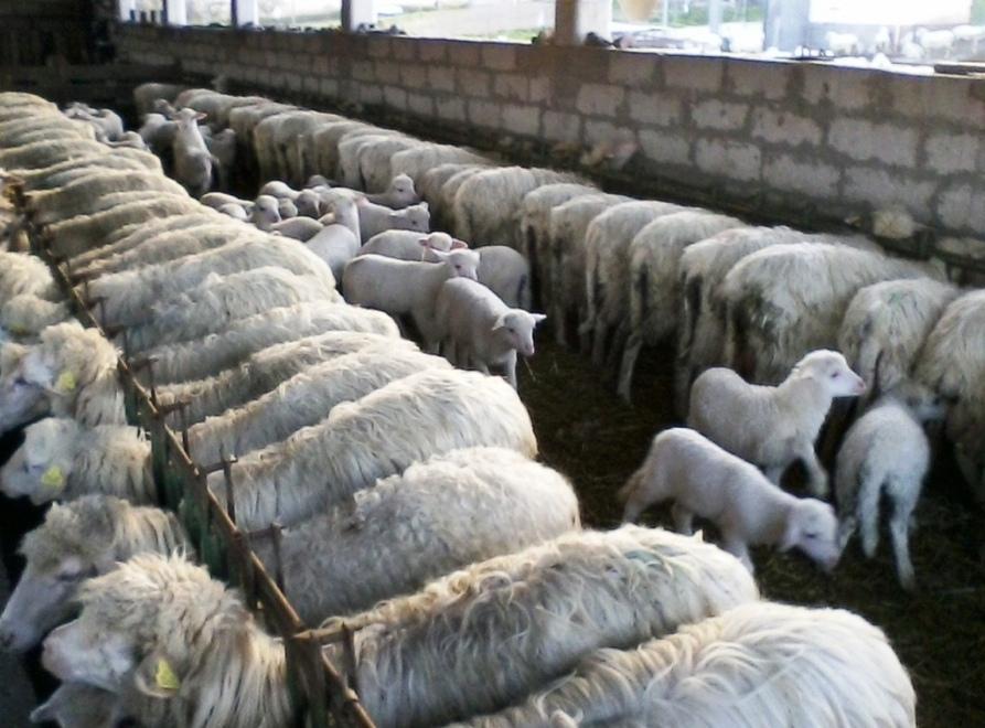 «Le norme urbanistiche uccideranno le aziende» 