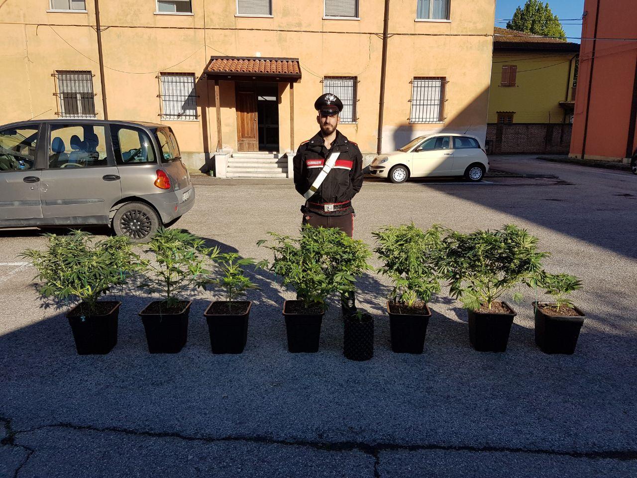 La marijuana in soggiorno 
